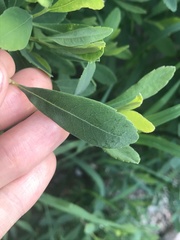 Myrica