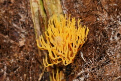 Ramariopsis crocea