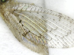 Hemerobius humulinus
