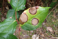 Cameraria gaultheriella