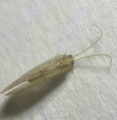 Hemerobius humulinus