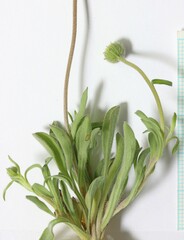 Erigeron concinnus concinnus