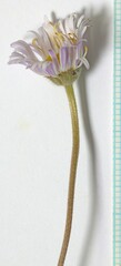 Erigeron concinnus concinnus