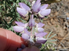 Lupinus caudatus