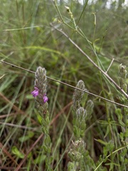 Stachydeoma graveolens