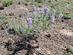 Lupinus caudatus
