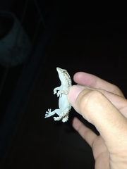 Tarentola angustimentalis