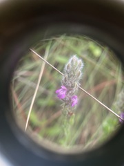 Stachydeoma graveolens