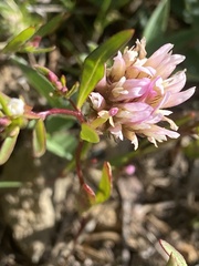 Trifolium wormskioldii