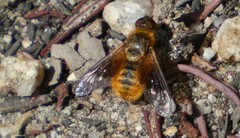 Chrysanthrax arenosus