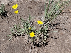 Tetraneuris argentea