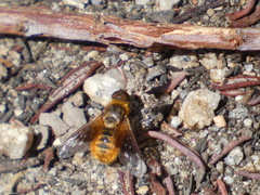 Chrysanthrax arenosus