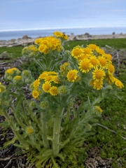 Tephroseris palustris