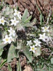 Oreocarya suffruticosa