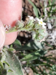 Oreocarya suffruticosa