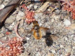 Chrysanthrax arenosus