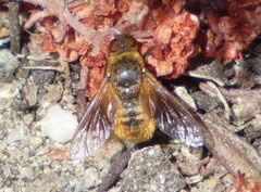 Chrysanthrax arenosus