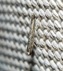 Neurobathra strigifinitella