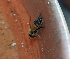 Apis mellifera
