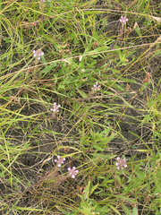 Orthocarpus bracteosus