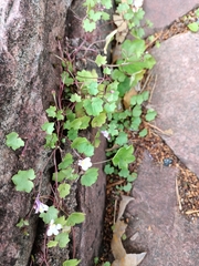 Cymbalaria muralis