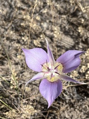 Calochortus macrocarpus macrocarpus