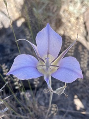 Calochortus macrocarpus macrocarpus