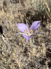 Calochortus macrocarpus macrocarpus