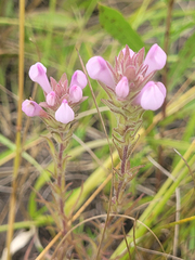 Orthocarpus bracteosus
