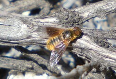 Chrysanthrax arenosus