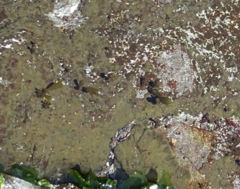 Adenocystis utricularis