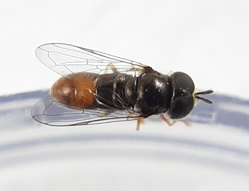 Common Grass Skimmer photo 5