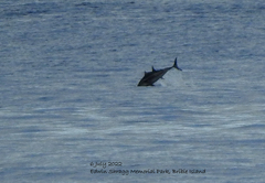 Thunnus