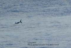 Thunnus