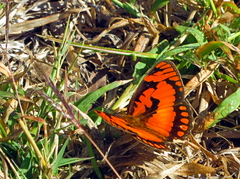 Byblia anvatara acheloia