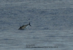 Thunnus