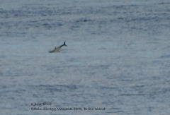 Thunnus