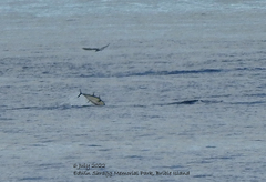 Thunnus