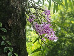 Dendrobium falconeri
