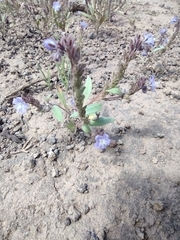 Phacelia peckii