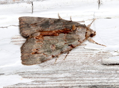 Catocala grynea