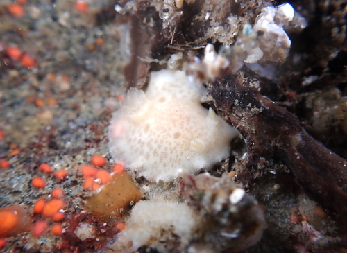 San Diego Dorid