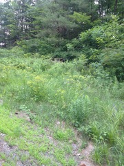 Pastinaca sativa sylvestris