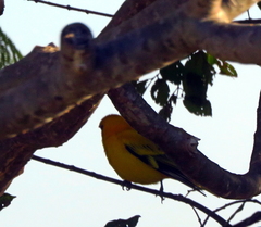 Oriolus auratus