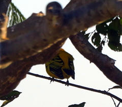 Oriolus auratus
