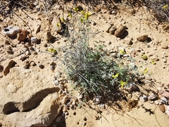 Dalea prostrata