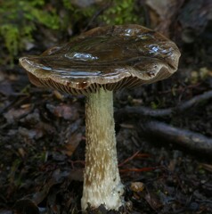 Cortinarius cuphomorphus