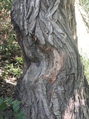 Castor canadensis