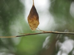 Ariamnes cylindrogaster