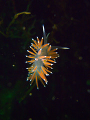 Coryphella